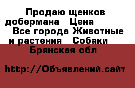 Продаю щенков добермана › Цена ­ 45 000 - Все города Животные и растения » Собаки   . Брянская обл.